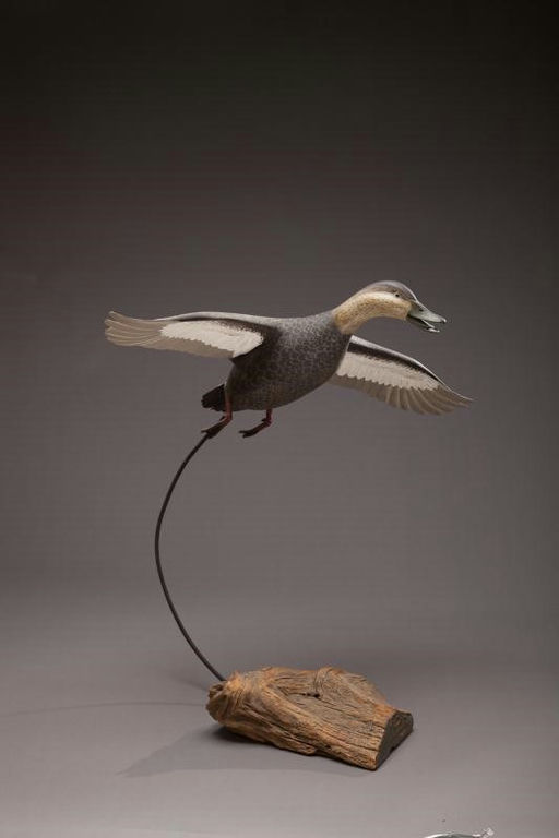 William Schultz – Flying Black Duck – 2012
