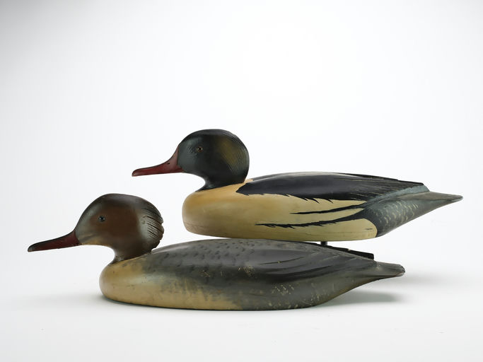 David W. Nichol – Common Merganser – 2024
