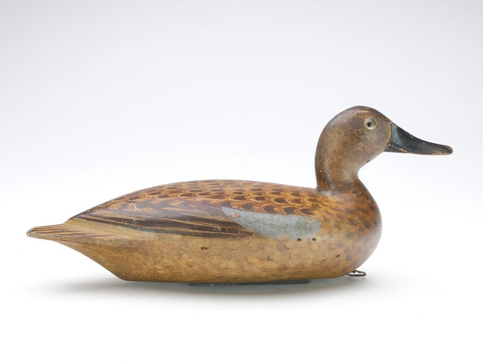 Robert Elliston – Blue-winged Teal Hen – 2024