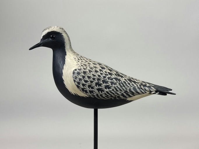 Eddie Wozny – Black Bellied Plover – 2026