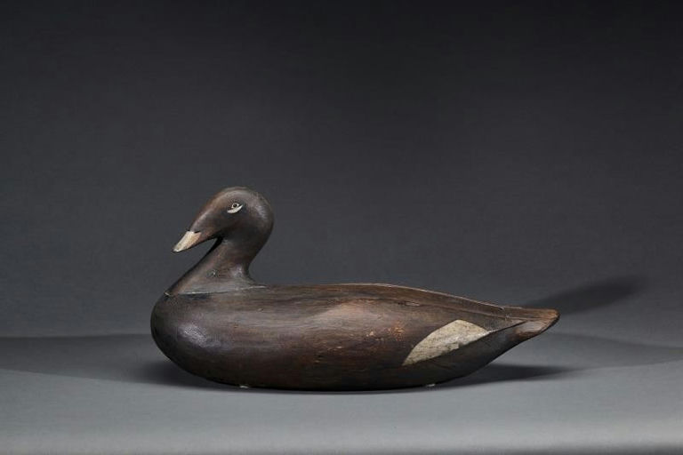 Gus Wilson – White-Winged Scoter – 2017