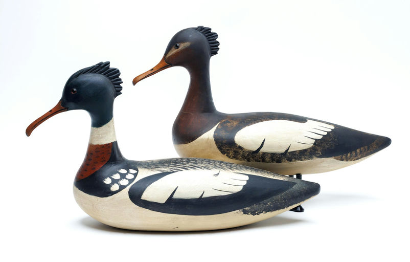 Ken Kirby – Red-breasted merganser – 2026