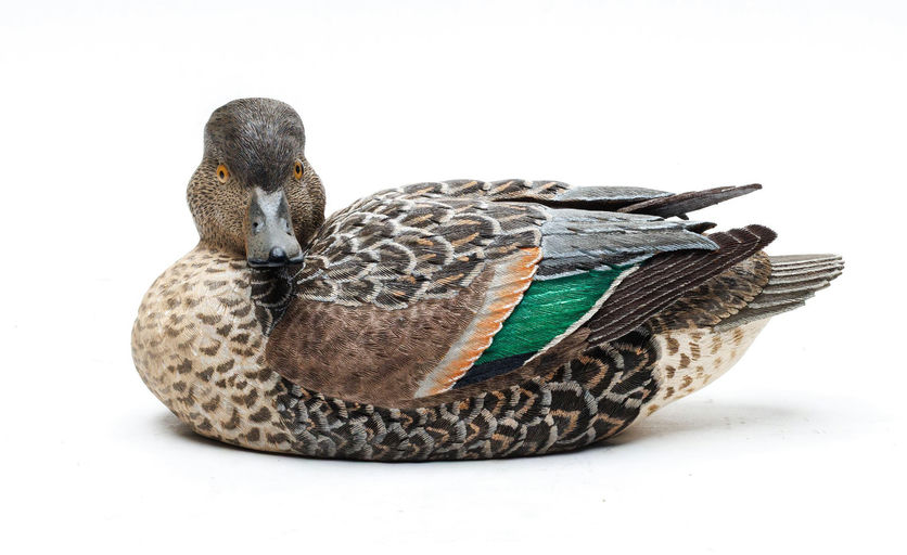 Jack Szolis – Green-winged Teal – 2026