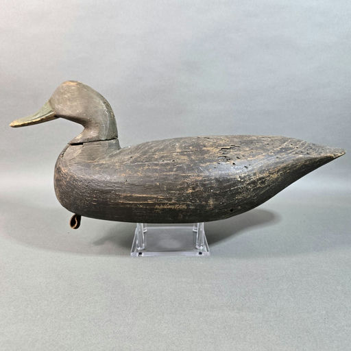 Doug Jester – Black duck – 2026