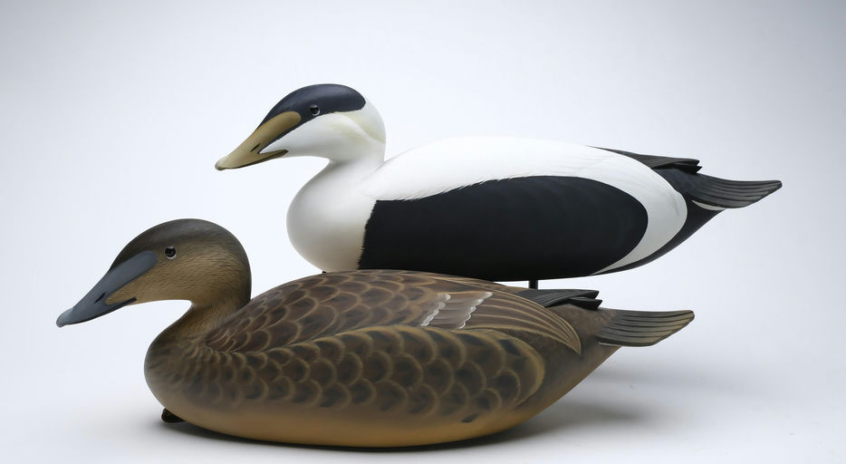 George Strunk – Pair of Eider – 2025