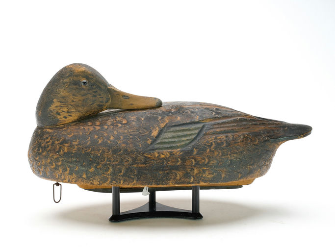 Ben Schmidt – Preening Black Duck – 2025