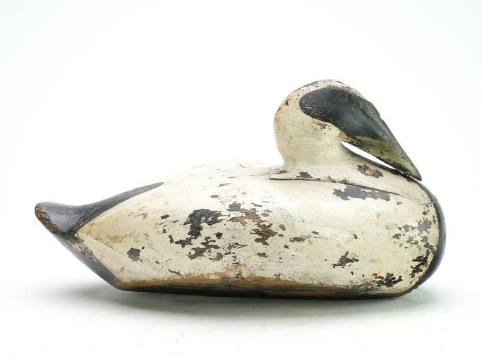 Gus Wilson – Eider Drake – 2025
