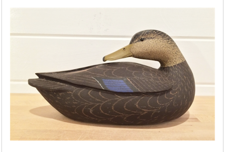 Grayson Chesser – Preening Black Duck – 2016