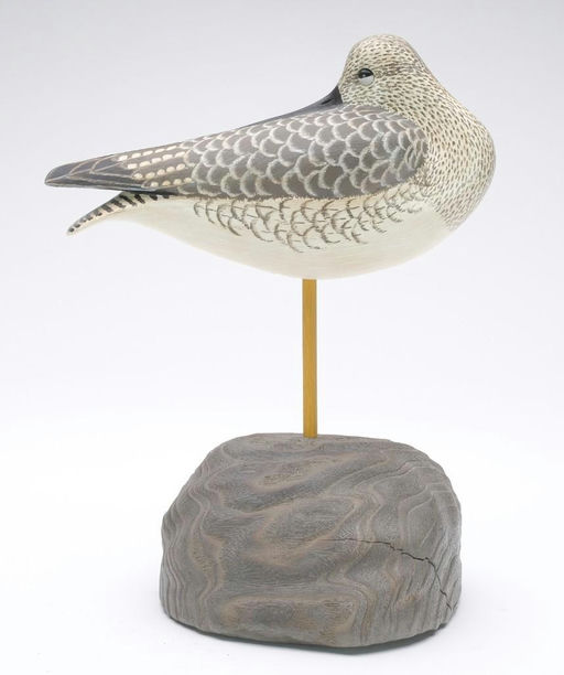 Cigar Daisey – Yellowlegs – 2023