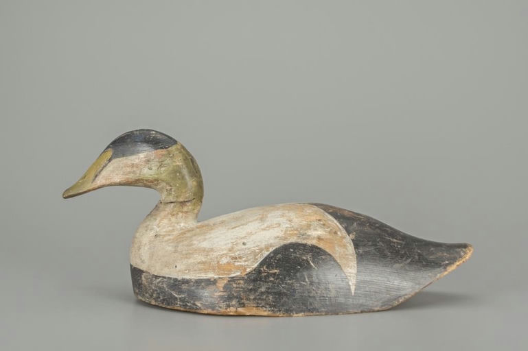 Phineas Alexander – Eider Drake – 2018