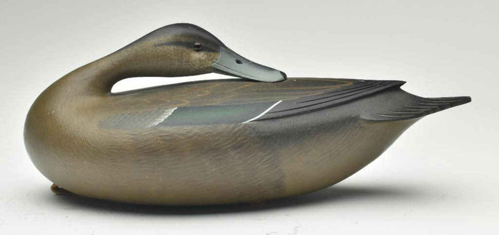 Rick Brown – Preening Pintail Hen – 2023