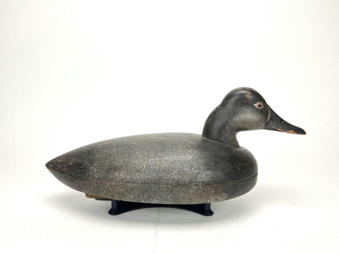 John McLoughlin – Canvasback Hen – 2024