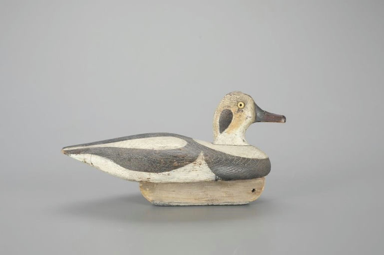 Abraham Smith – Long-tailed Drake – 2023