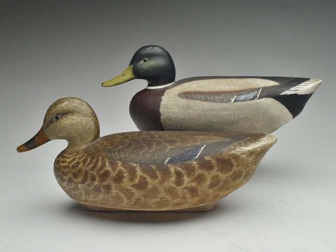Cigar Daisey – Mallard – 2023