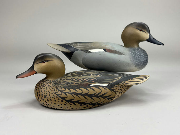 Oliver Lawson – Gadwall – 2026
