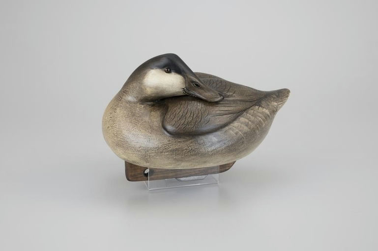 Jim Schmiedlin – Preening Ruddy Duck – 2026