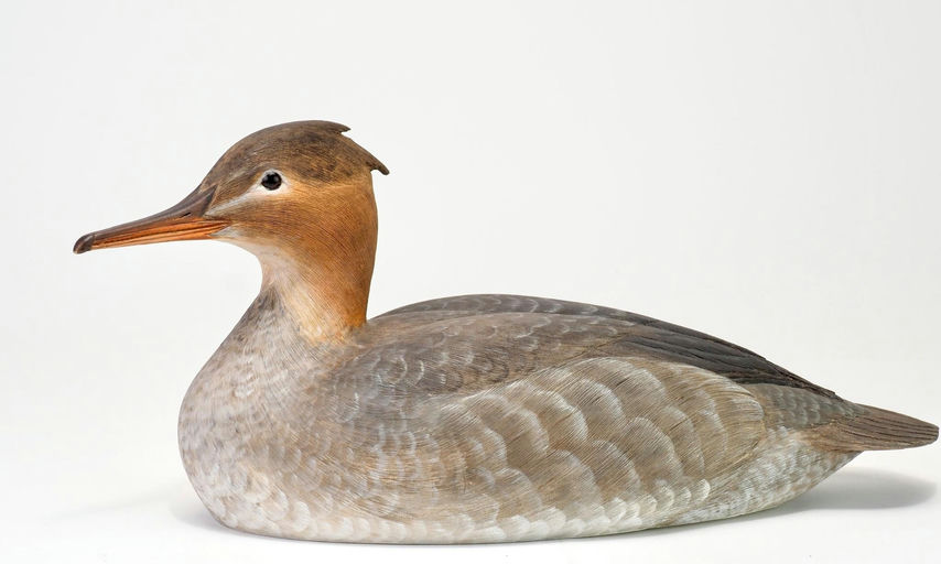 Kenneth Scheeler — Common Merganser Hen