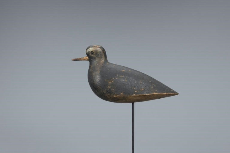 William Cornell – Rare Golden Plover – 2019