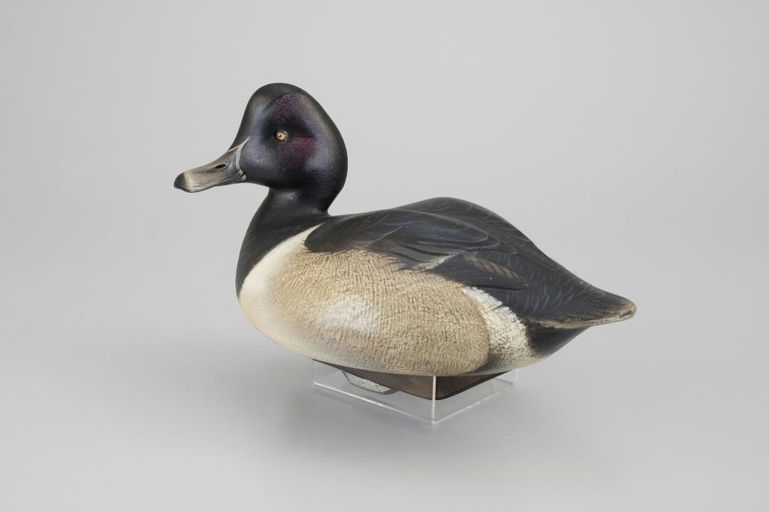 Jim Schmiedlin – Ring-Necked Drake – 2026