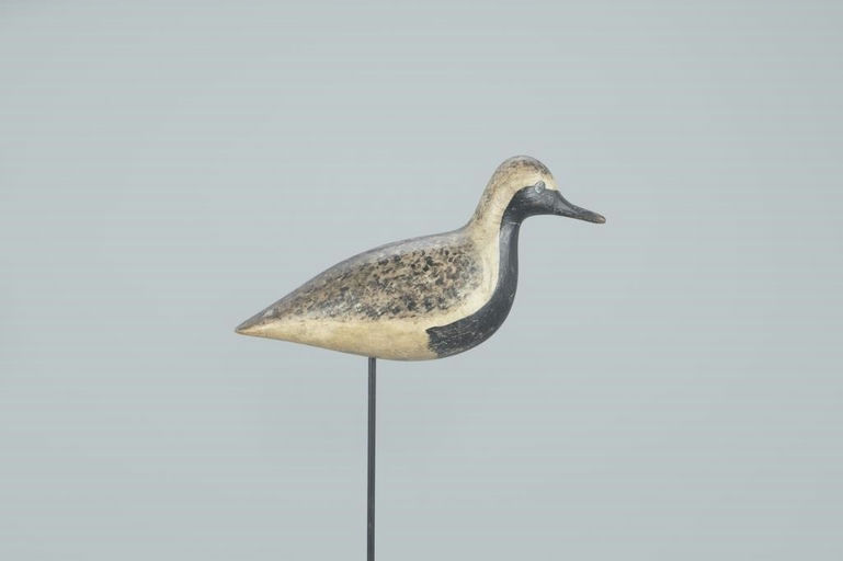 Harry V. Shourds – The O'Brien Shourds Breeding Black-Bellied Plover – 2022