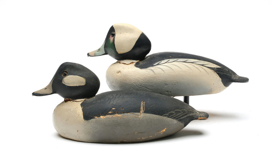 Ward Brothers – Pair of Bufflehead – 2026