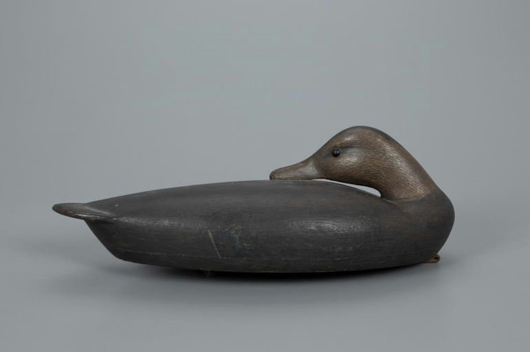 Mark McNair – Sleeping Black Duck – 2020