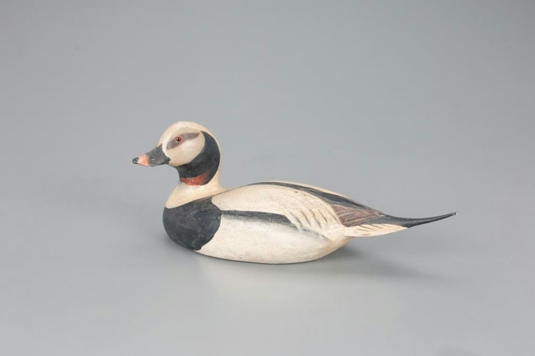 Ward Brothers – Rare Long-Tailed Drake – 2021