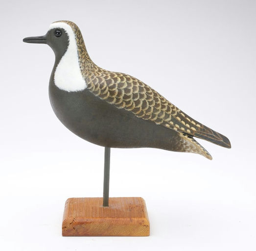 Cigar Daisey – Golden Plover – 2023