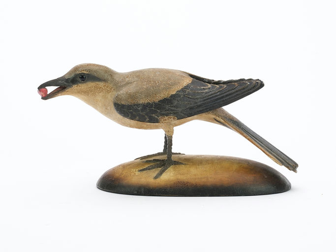 Frank Finney – Northern shrike – 2024