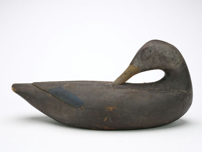 Gus Wilson – Preening Black Duck – 2024