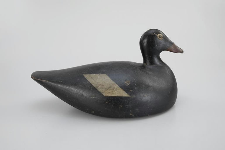 Joseph Lincoln – White-Winged Scoter – 2026