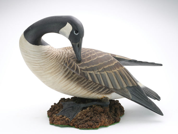 Ward Brothers – Preening Canada goose – 2024