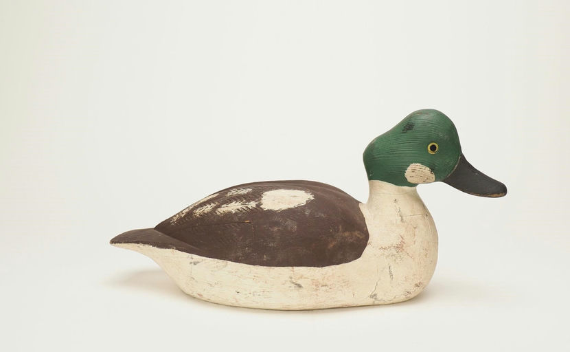 Emile Lacombe — Goldeneye Drake