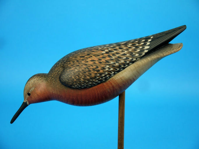 George Strunk – Red Knot – 2026