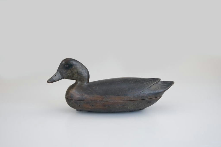 John English – Wigeon Drake – 2026