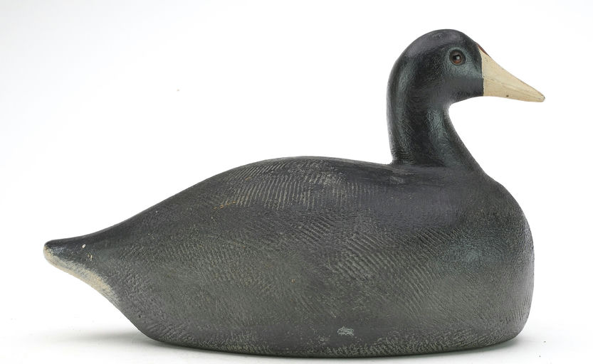 Frank Strey – Coot – 2024