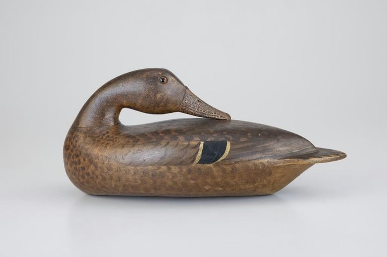Bert Graves – Exceptional Preening Mallard Hen – 2026