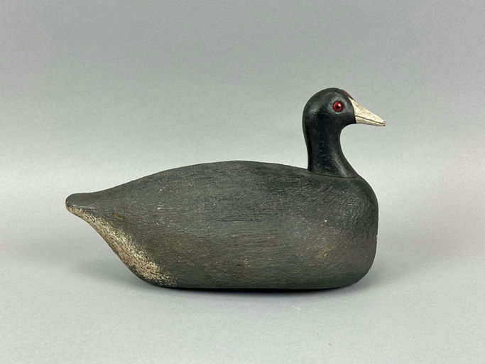 Frank Strey – Coot – 2026