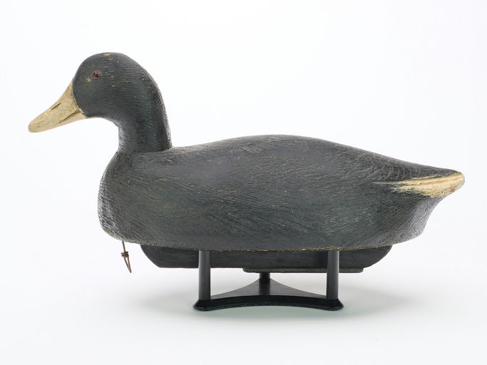 Ben Schmidt – Coot – 2024