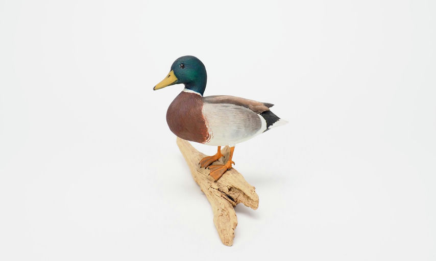 Robert Guge — Mallard