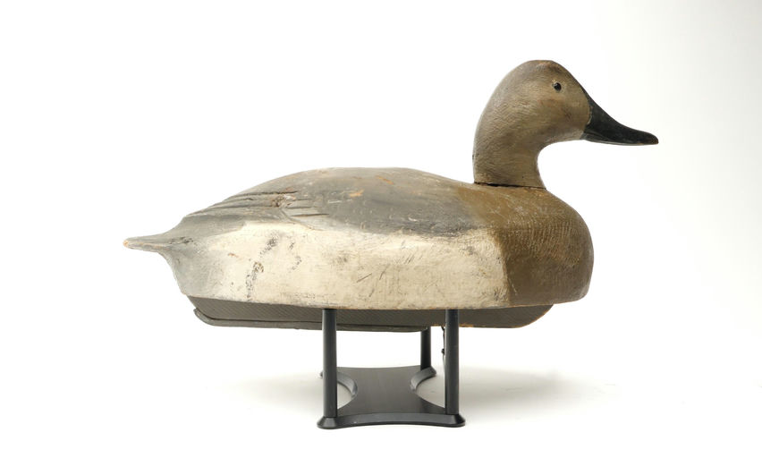 Ben Schmidt – Canvasback Hen – 2026