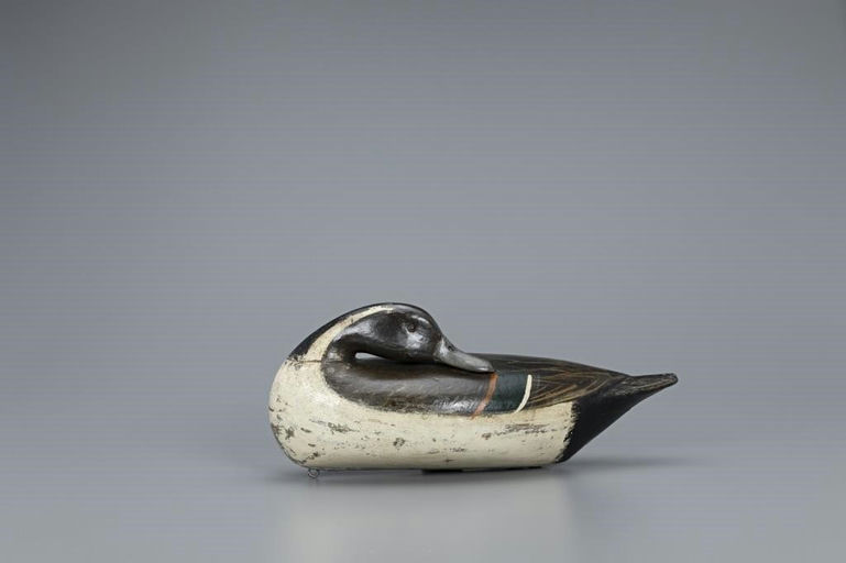 Charles Perdew – Rare Preening Pintail Drake – 2019