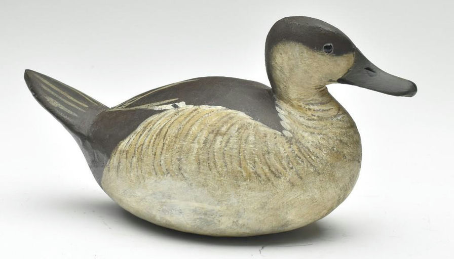 Reggie Birch – Ruddy duck – 2023
