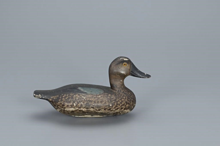 Glenn Cameron – Blue-Winged Teal – 2019