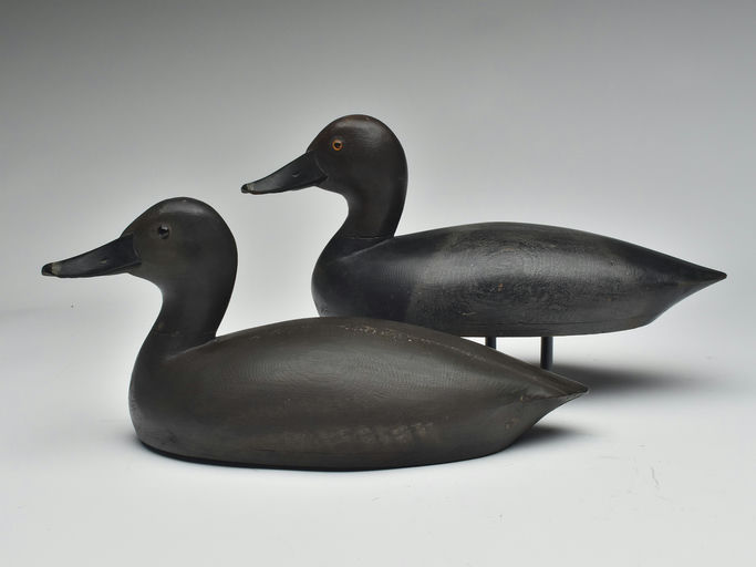 Thomas Chambers – Pair of Redhead – 2023