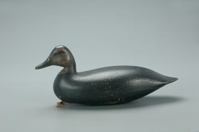 Harry Mitchell Shourds – Black Duck – 2021