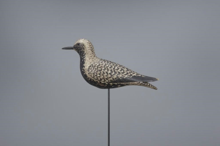 Elmer Crowell – Black-Bellied Plover – 2017