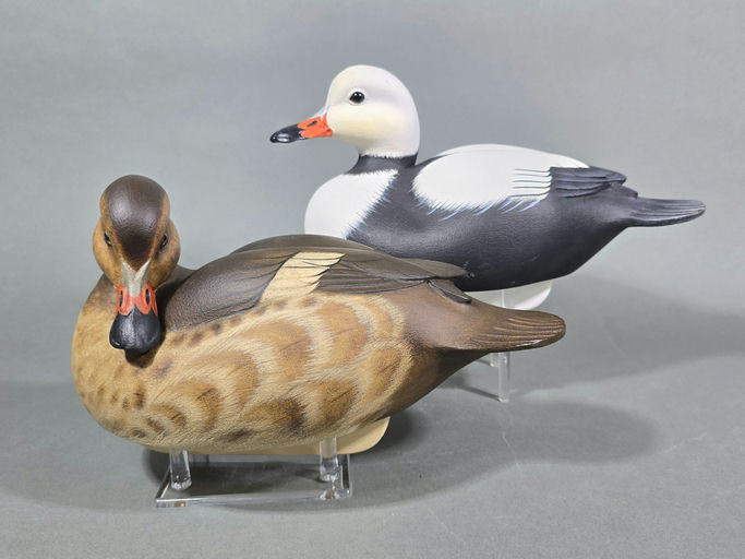 Darkfeather Freedman – Labrador duck – 2026