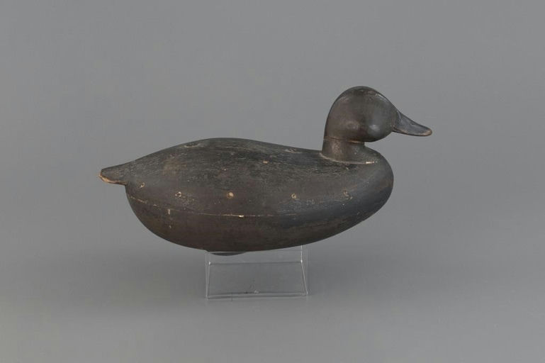 Cassius Smith – Plump Black Duck – 2025