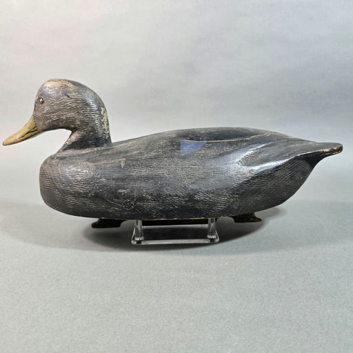 Ken Anger – Black duck – 2026